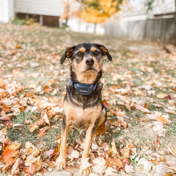 PetSafe Audible Bark Collar with Soundburst Technology