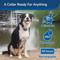 PetSafe Lite Remote Trainer Dog Collar