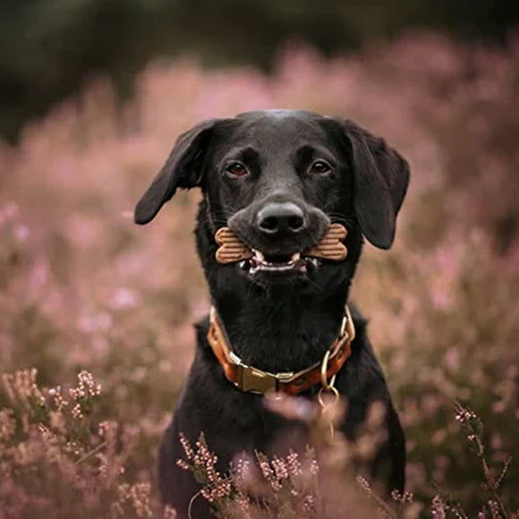 Black dog with a gold collar sitting in a field of pink flowers
