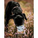 Black dog sniffing flowers in a field with a blurred background