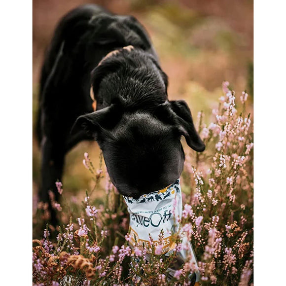 Black dog sniffing flowers in a field with a blurred background
