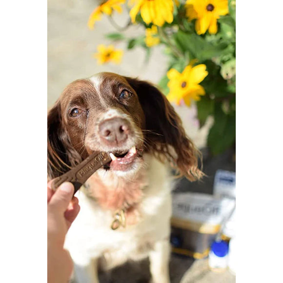 Dog holding a treat with a blurred background of flowers and products