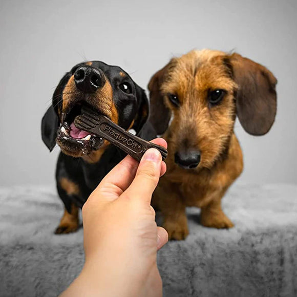 Two dachshunds looking at a treat held by a hand against a gray background