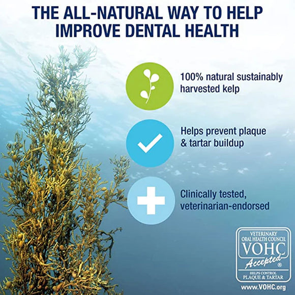 Kelp with benefits for dental health on a blue underwater background