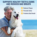 Man holding a dog with text about dental health benefits on a beach background