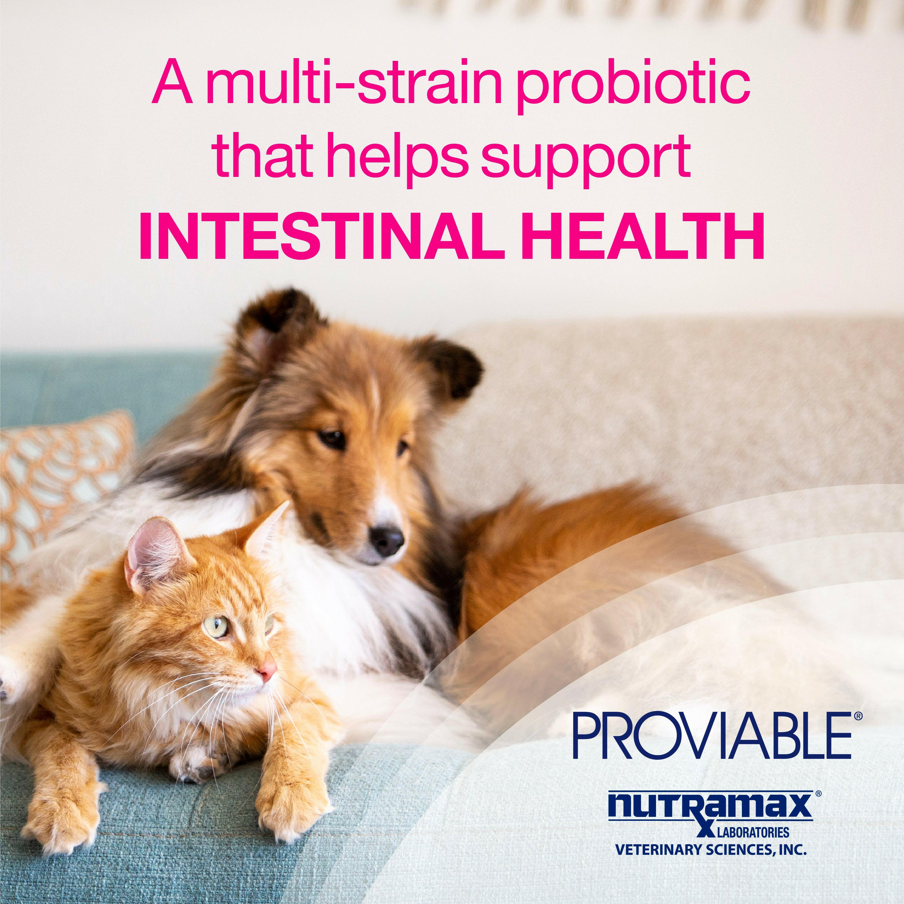 nutramax for dogs