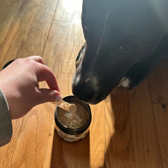 Person feeding a dog from a container on a wooden floor