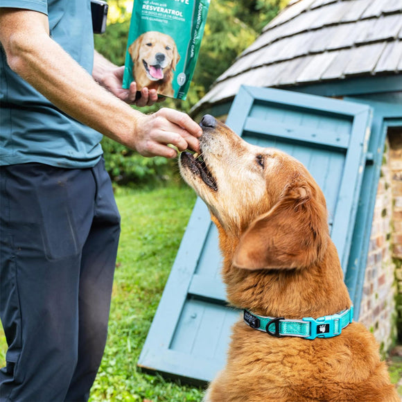 Petthrive Soft Chews with Resveratrol Advance Joint Care for Dogs