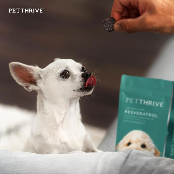 Petthrive Soft Chews with Resveratrol Advance Joint Care for Dogs