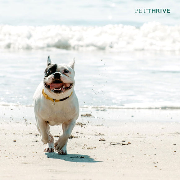 Petthrive Soft Chews with Resveratrol Advance Joint Care for Dogs