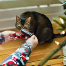 Pearhead Naughty Or Nice Holiday Themed Cat Toy Set with Catnip-4