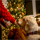 Polkadog Holiday Season's Eatings Turkey & Cranberry Soft & Chewy Training Dog Treats (12 oz)-6