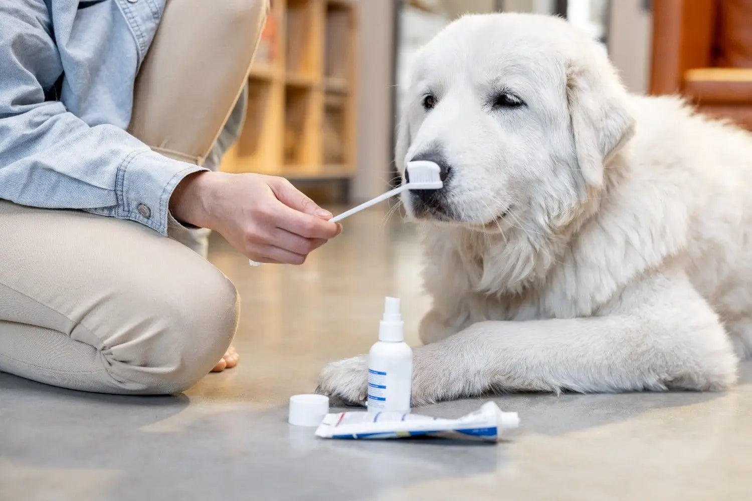 5 Best Dental Care Products: Every Pet Parent Should Know