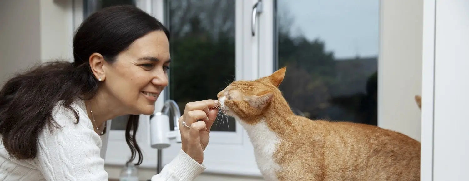 Practical Tips for Pet Parents taking care of flea & tick in cats & dogs