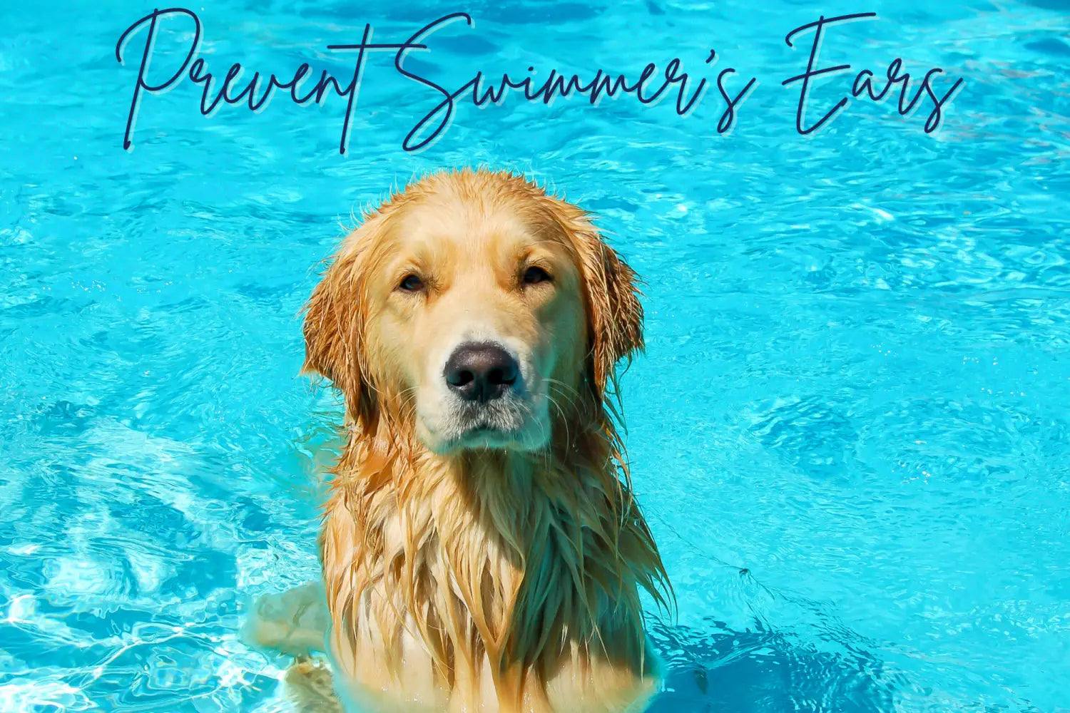 How Summer Swimming Can Put Your Pet’s Ears at Risk