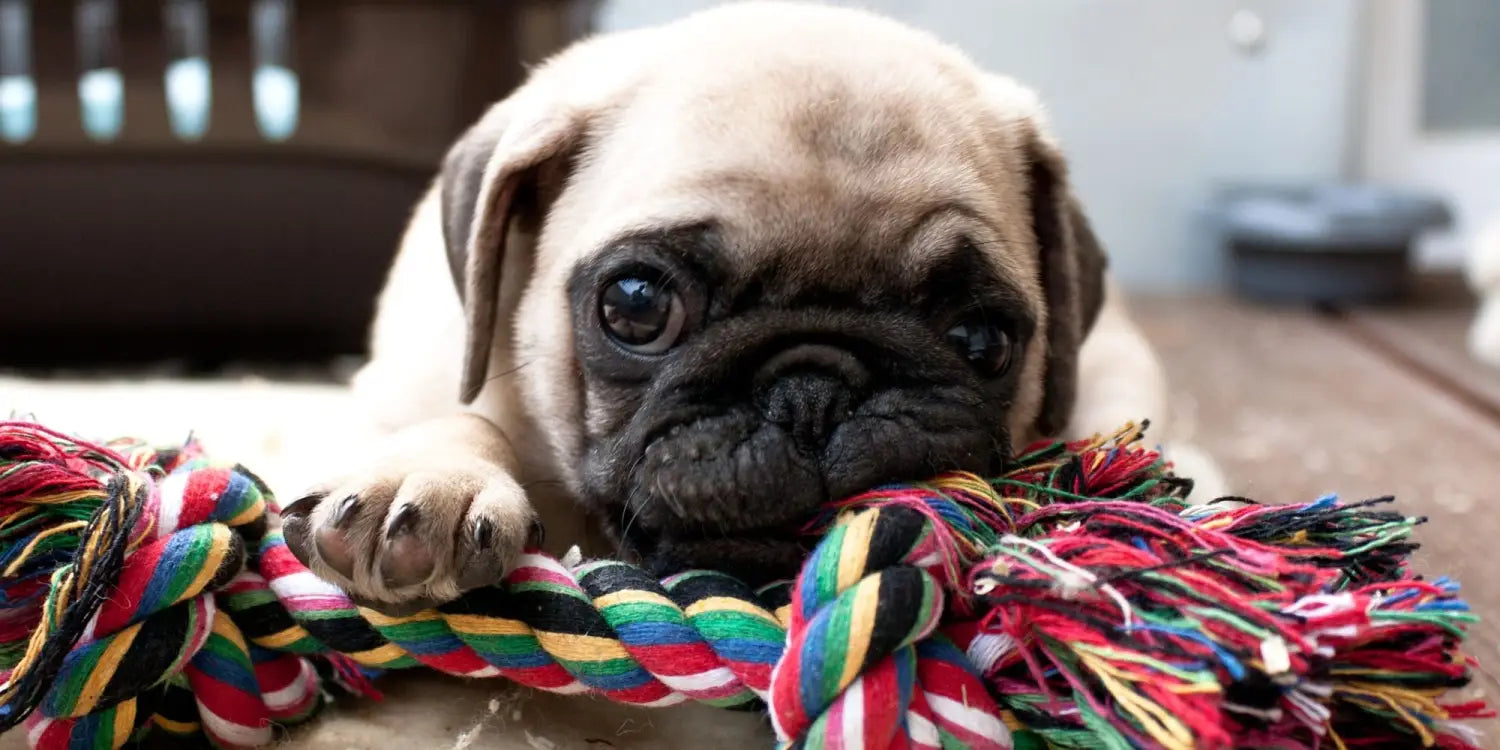 pug puppy playing with a rope toy