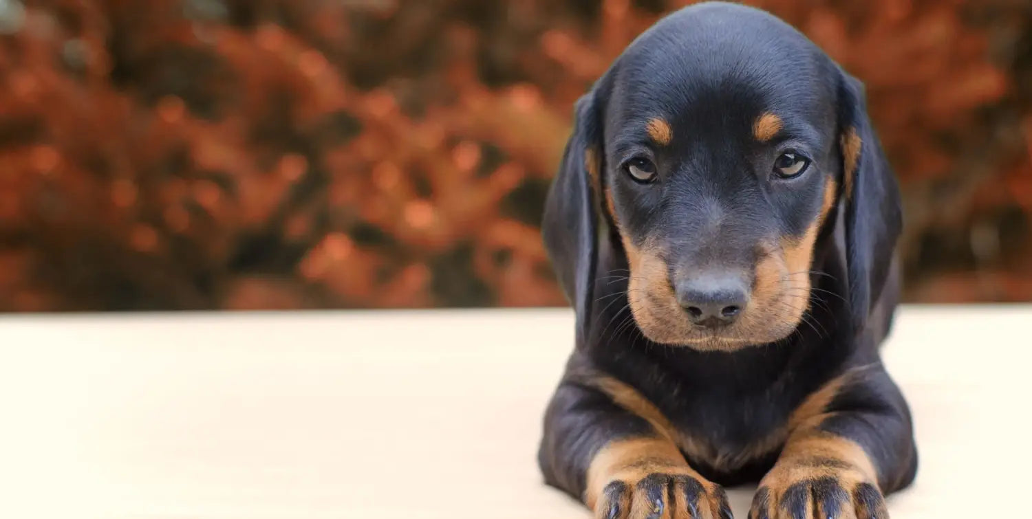 Everything You Need to Know to Raise a Healthy Happy Dog