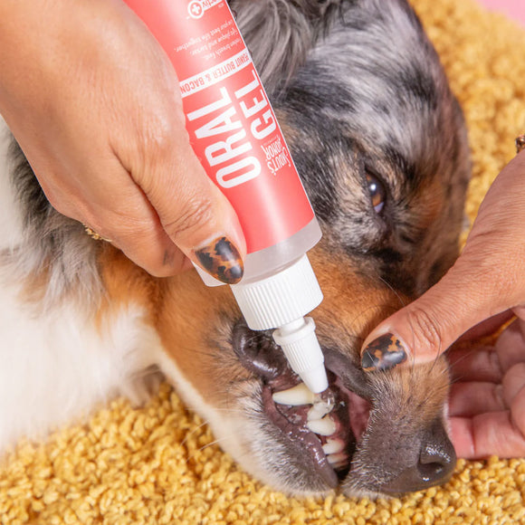 Person applying a red and white tube labeled 'Oral Bio' to a dog's mouth on a carpeted floor.
