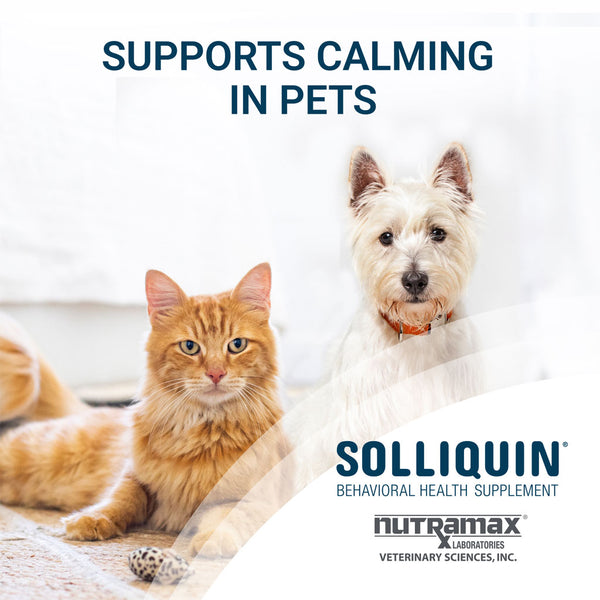 Nutramax Solliquin Calming Behavioral Health Supplement for Small to Medium Dogs and Cats - With L-Theanine, Magnolia / Phellodendron, and Whey Protein Concentrate, 75 Soft Chews