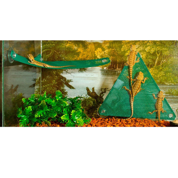 Reptile enclosure with a green triangle perch and two lizards.