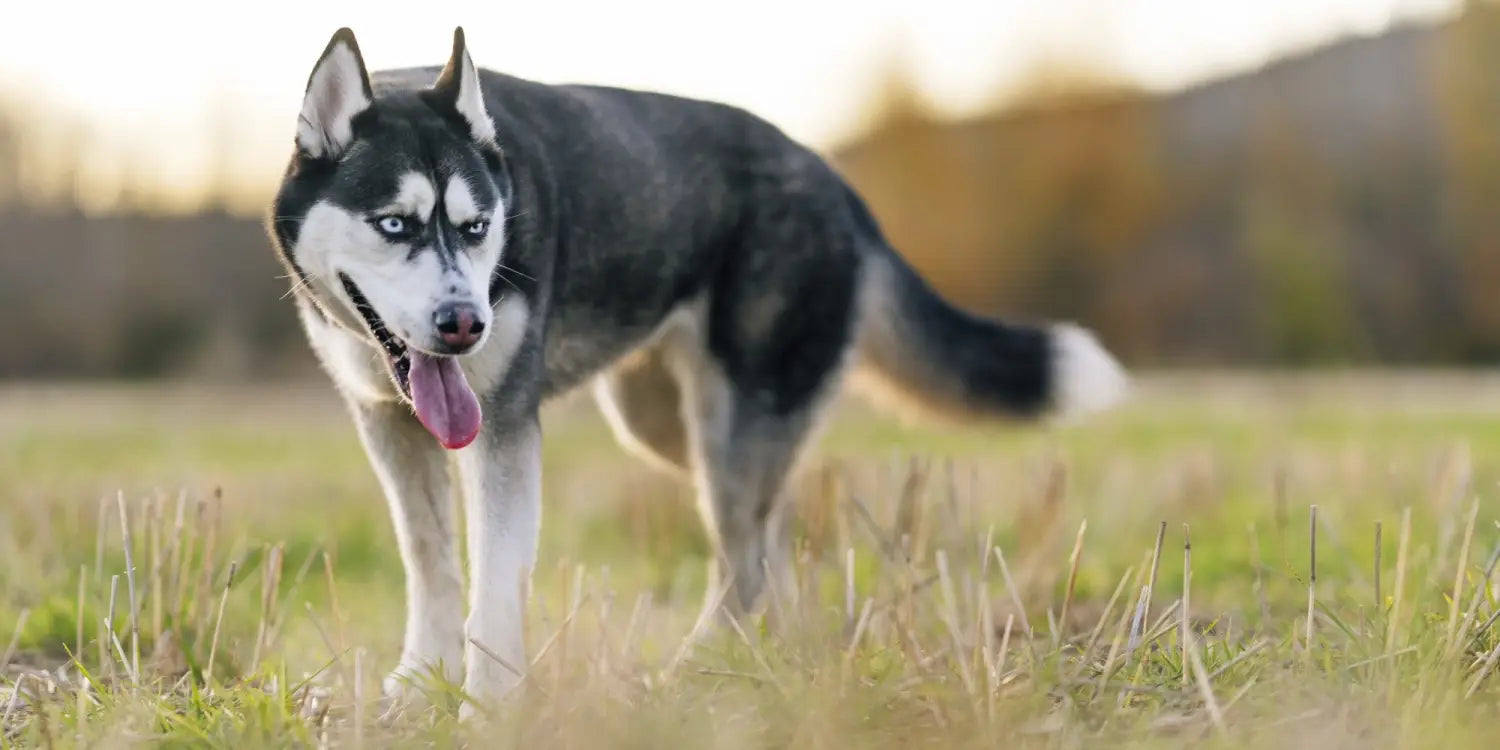 8 Heat-Sensitive Dog Breeds That Need Protection This Summer