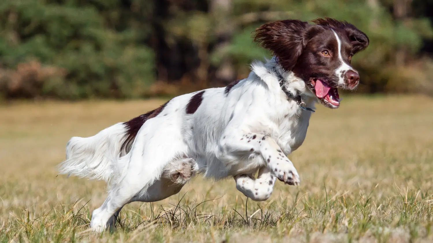 8 Heat-Sensitive Dog Breeds That Need Protection This Summer