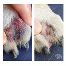 Squishface Toe Paste for Dogs (2 oz)-10