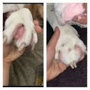 Squishface Toe Paste for Dogs (2 oz)-9