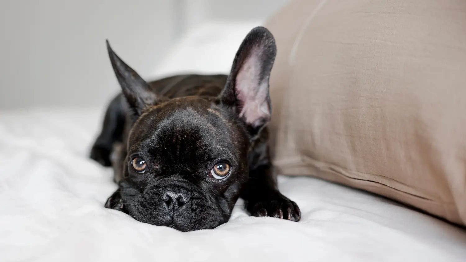 How to Keep Your Dog and Cat Calm During 4th of July Fireworks (And Why You Need to Start Now)