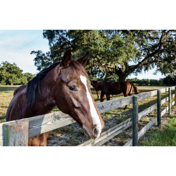 Horse with a white stripe on its face standing behind a wooden fence in a rural setting.