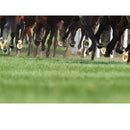 Horses racing on a grassy track with a focus on their hooves.