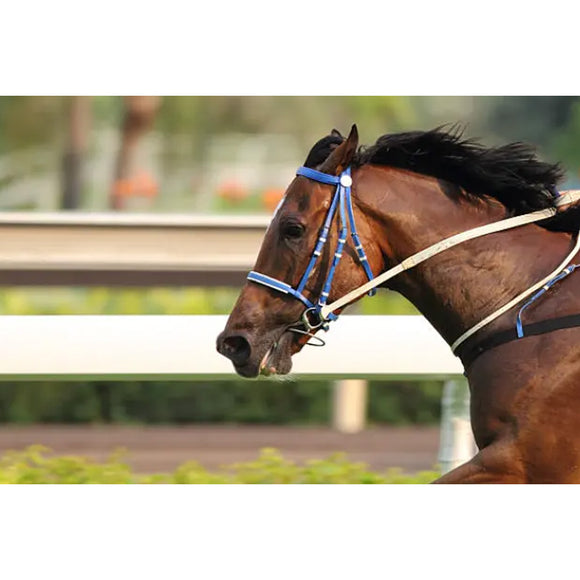Brown horse wearing a blue bridle in an outdoor setting