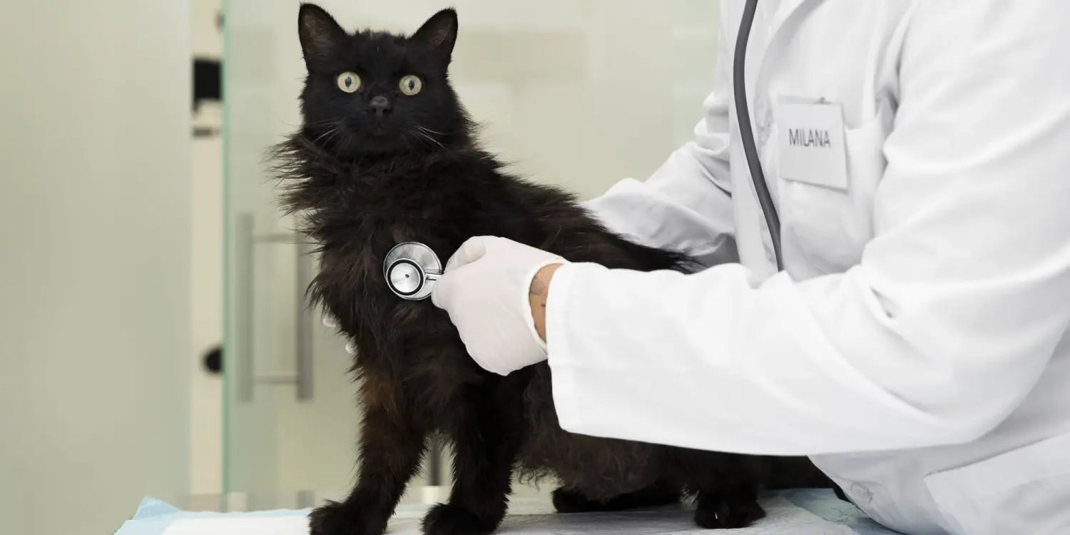 cat getting checked by the vet