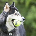 Tennis Balls for Dogs