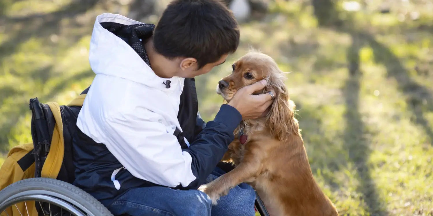 Therapy dog in a park with his owner on a wheelchair