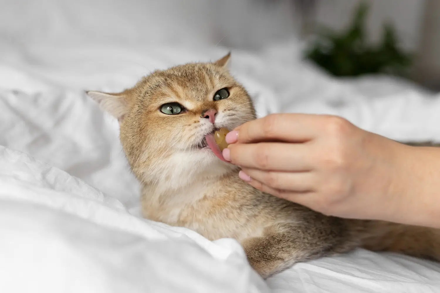 Cat Kidney Health: Early Signs Causes Treatment and Prevention Guide