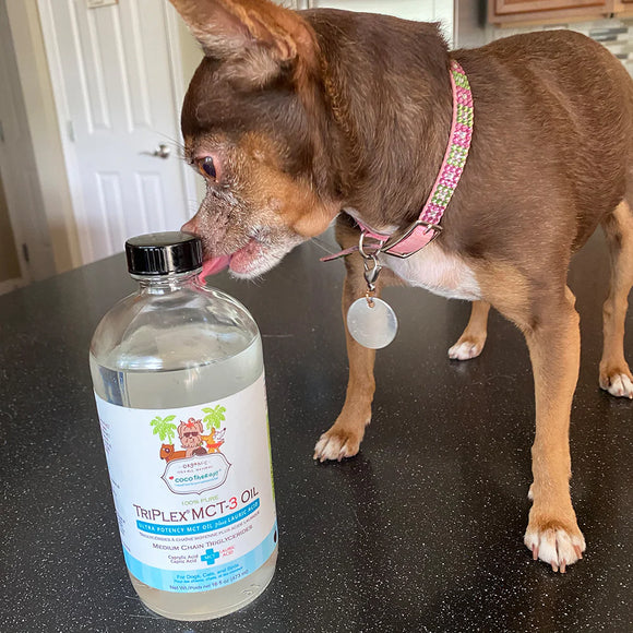 Small dog sniffing a bottle of Triplex MCT-3 Oil on a kitchen counter.