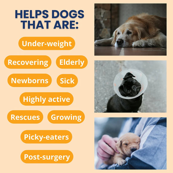 Under the Weather Ready Cal Gel High Calorie Food Supplements for Dogs, 100 cc