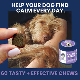 Dog lying on a person's arm with a treat and a jar of calming chews for dogs.