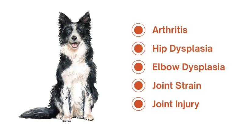 Top Joint Health for Dogs Comparison: Nutramax vs VetriScience