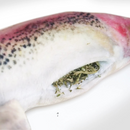 Meowijuana Refillable Get Smoked Fish Cat Toy with Refillable Catnip-5