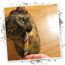 Meowijuana Birthjays Party-Size Catnip Joints with Organic Catnip-5