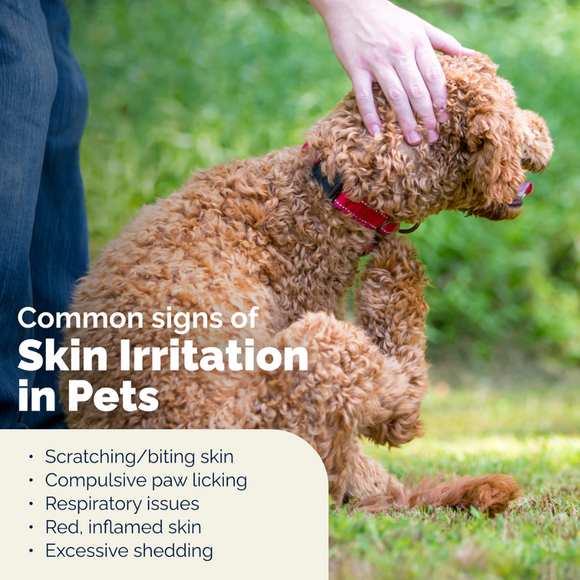 Dermabliss Advanced Vet Strength Medicated Shampoo, 16 oz