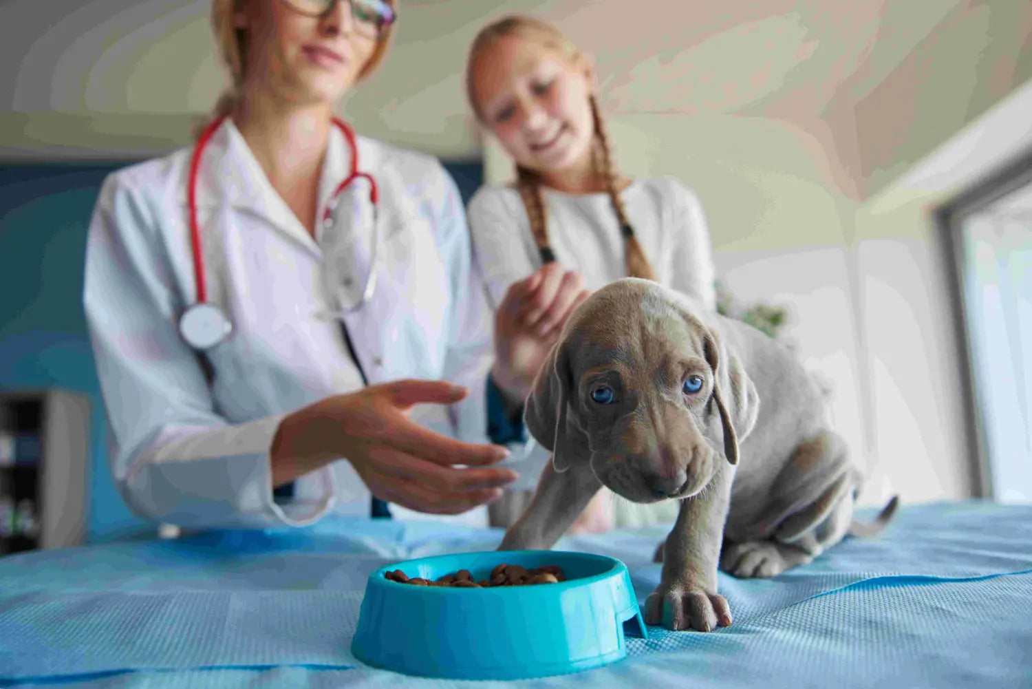 7 Best Dog Food Toppers for a Happy and Healthy Dog