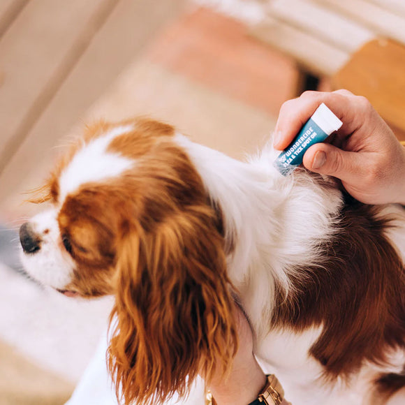 Person applying a product to a small dog's ear with a focus on the action.