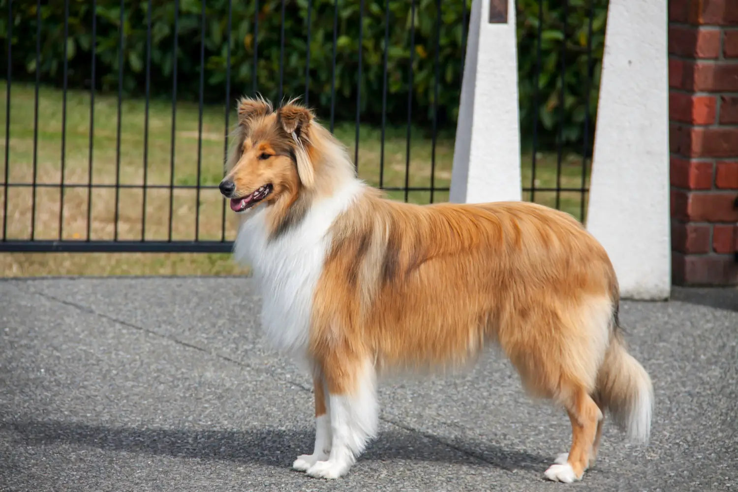 World Collie Day: How to Celebrate Best Toys Grooming Tools & Food for Collies