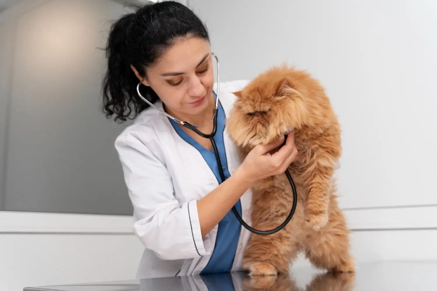 Cat Skin Conditions and Coat Care: Signs Causes and Solutions