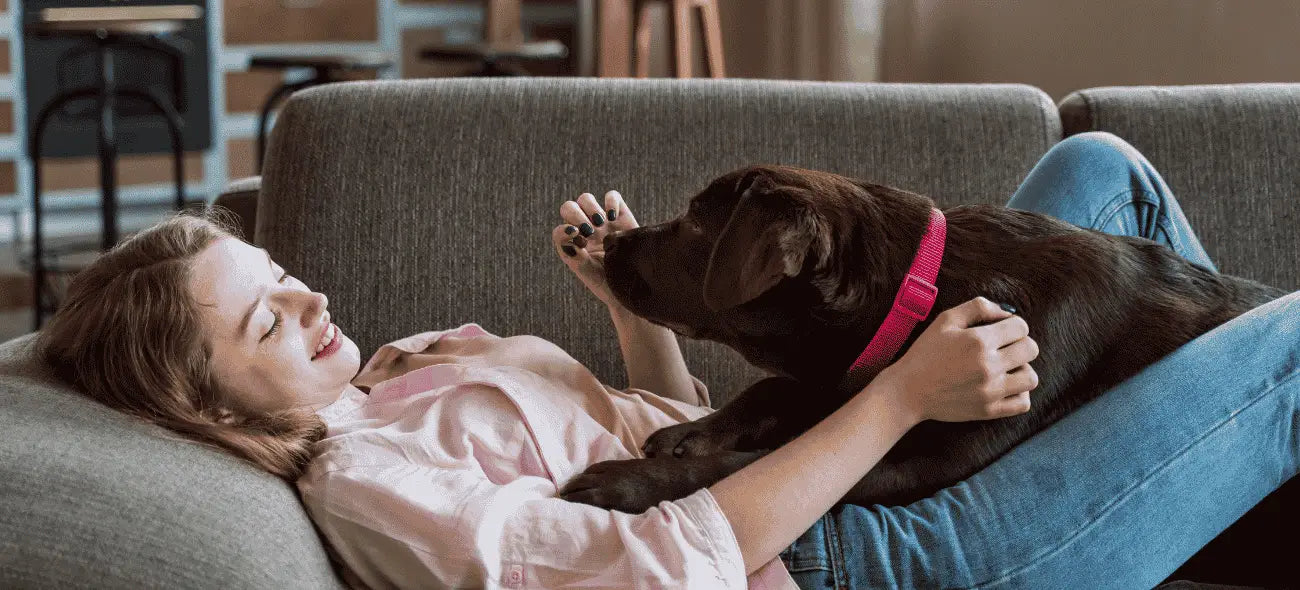 How to Keep Your Dog and Cat Calm During 4th of July Fireworks (And Why You Need to Start Now)