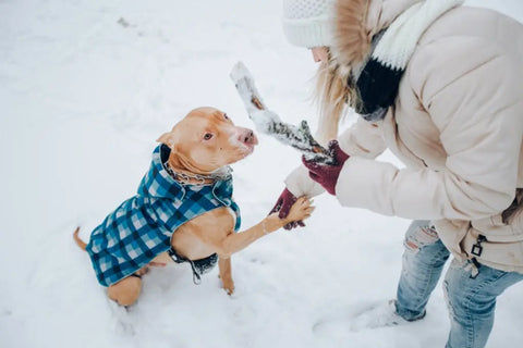 Winter Pet Safety Tips - Protection Against Frostbite & Hypothermia