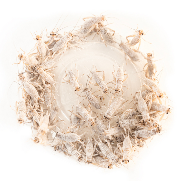 Zoo Med ReptiVite without D3 Reptile Vitamin (2 oz)